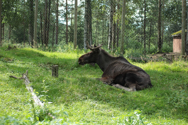 Hirvipilli tai hirvivaroitin varoittaa ja auttaa välttämään hirvikolareita